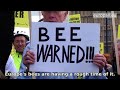 Saving Europe’s bees
