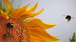 Saving Europe’s bees