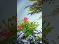 কৃষ্ণচূড়া গাছের প্রতিটি ফুলের নরম নরম উন্মোচন #Krishnachura  #NatureBeauty #FlowerPhotography