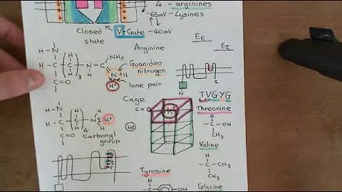 Voltage Gated Potassium Channels Part 4