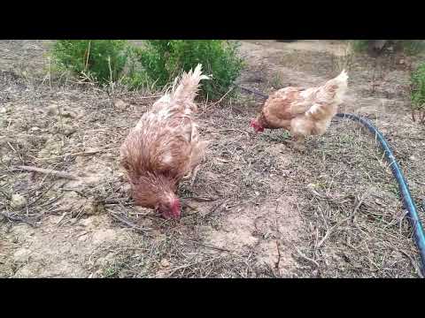 Raising Local Chickens From Start To Finish A Comprehensive Guide For Beginners