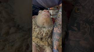 Shearing Roos Sucks 👎🏼