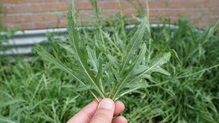 Wild Arugula Vs Traditional Arugula - You Should Grow Both