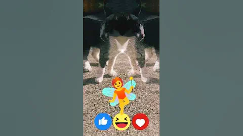 Video 11827971: bombay cat, cat kittycat, cats catmeow