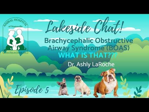 Brachycephalic Obstructive Airway