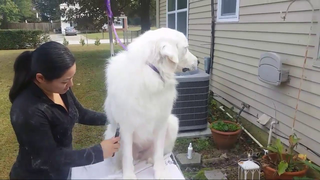 Brush Out And Carding For A Great Pyrenees Best Dog Grooming Tips Brush Out And Carding For A Great Pyrenees Best Dog Grooming Tips