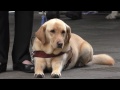 Labrador Guide Dogs Graduation Day with puppy show in Sydney, Australia 2016 (4K)