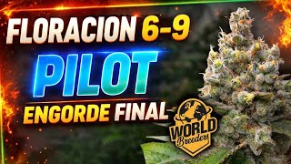 FINAL Chapter! Last phase of CULTIVATION | From seed to harvest @World.Breeders