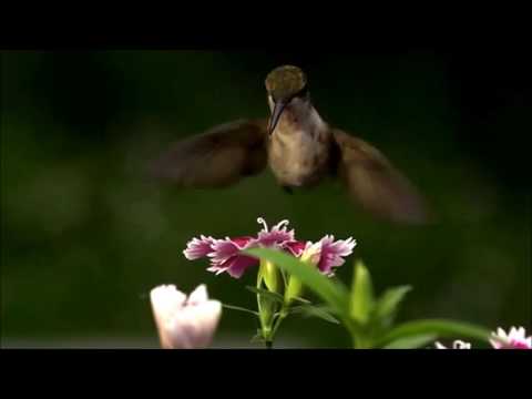 الطنان اكثر الطيور جوعا في العالم