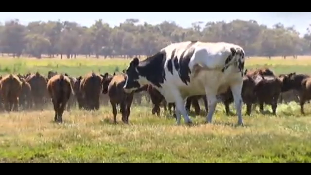 knickers vache géante