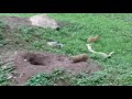 Prairie Dogs but something is sus....