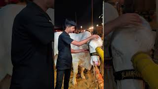 KARACHI MAWESHI MANDI || Mr S M Zaid Ali || #viral #trending #cow #janwar #shot #short