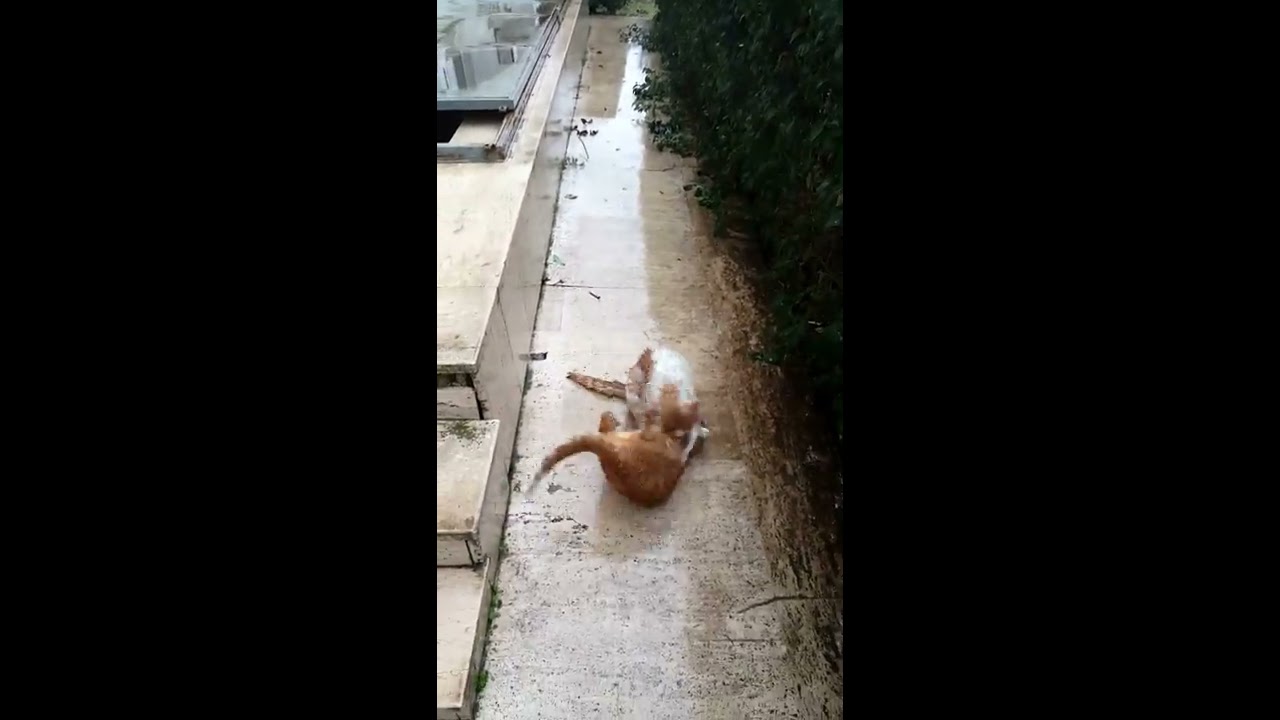 Bölge Savaşı, Müthiş iki yetişkin erkek kedi kavgası! YouTube