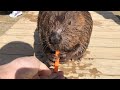 ビーバーにニンジン手渡し(Feeding the American Beaver)