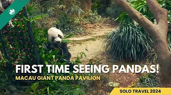 π²π΄ Macau 2024: Exploring Macauβs Giant Panda Pavilion