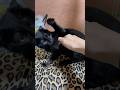 ねこパンチ50%　#猫 #猫パンチ #cat #動物