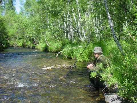 Чем меньше речка, тем крупнее хариус! И кабаны вокруг!