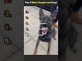 Top 5 Most Protective Dog Breeds (Don’t Mess With These Dogs 😳) #dog #top5 #ranking #viral #shorts
