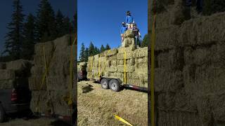 Download Lagu That’s a big hay load! #farming #hay #shorts #farmlife #oregon #ram MP3