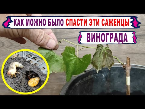 🍇 СПАСАЙТЕ СВОИ САЖЕНЦЫ ВИНОГРАДА! Листья ВЯНУТ, КРАСНЕЮТ, ОПАДАЮТ. Вот ПОЧЕМУ и что надо делать?