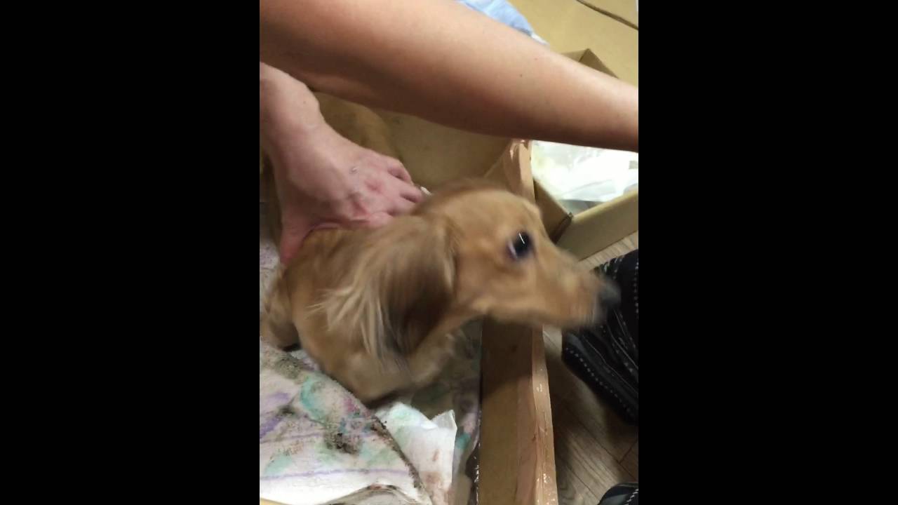 カニヘンロビンちゃん初出産