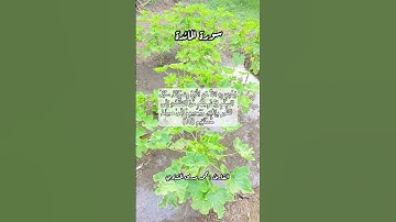 سورة المائدة ١٦ #قرآن #قرآن_كريم #اكسبلور #quran #قران #قران_كريم #قرأن