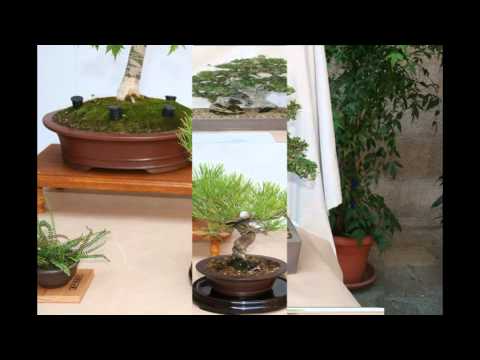 Video: Huilwilg (64 Foto's): Dekoratiewe Bonsai En Ander. Hoe Vermeerder Dit? Groei Dit Vinnig? Beskrywing En Voorbeelde By Hul Somerhuisie