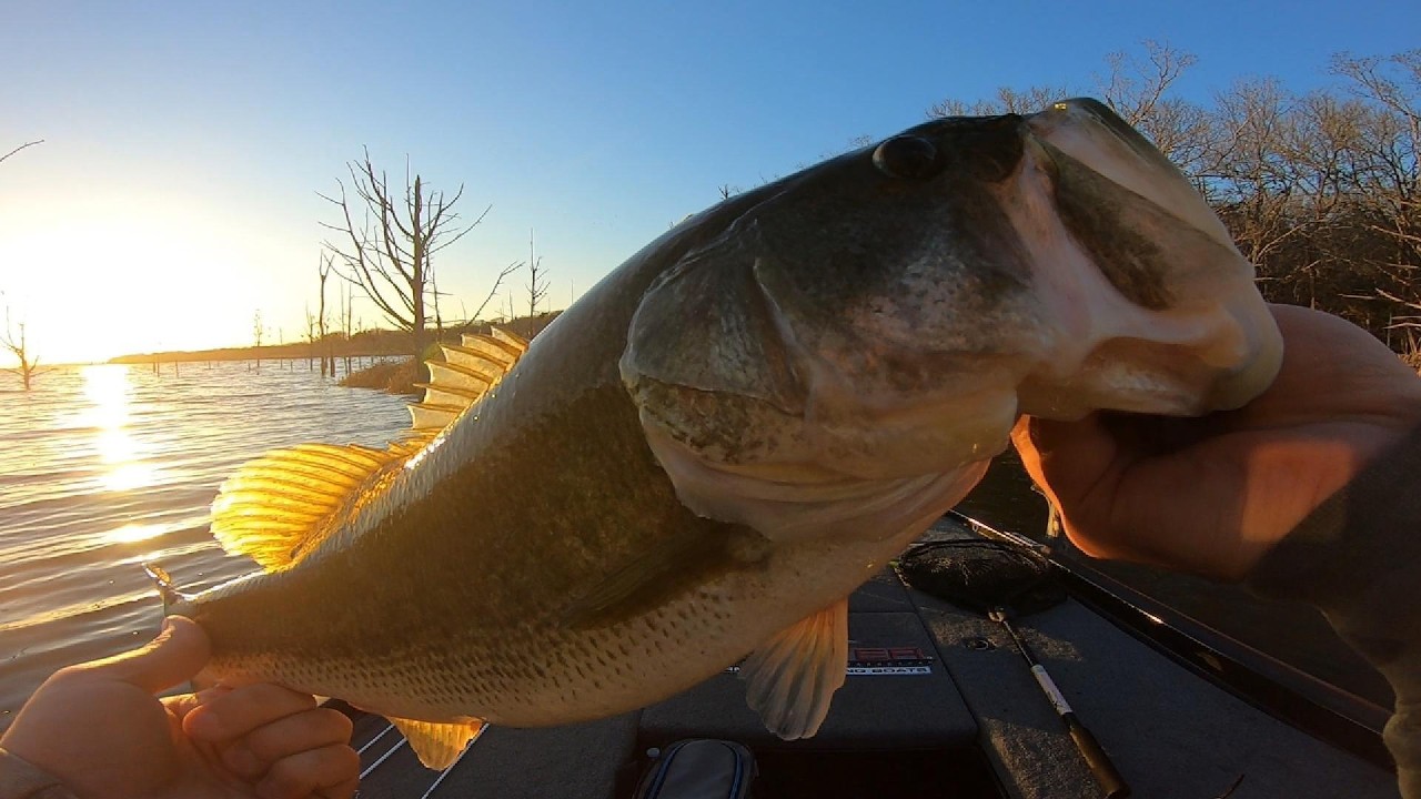 Catching a giant late in the day at Lake Fayette! #skeeterbassboats #fishing #bassfishing #bigbass