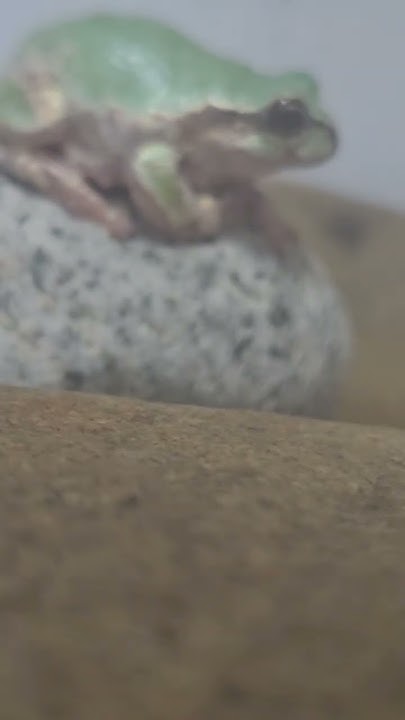 청개고리#개구리 #청개구리#귀여움 #frog - YouTube