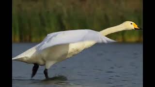 SwanTakesFlight 00001  spanplus dynamic bhi 24 0fps 1152x768
