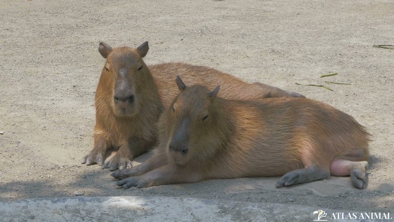 ▷ Capibara » Características, Alimentación, Hábitat, Reproducción,  Depredadores