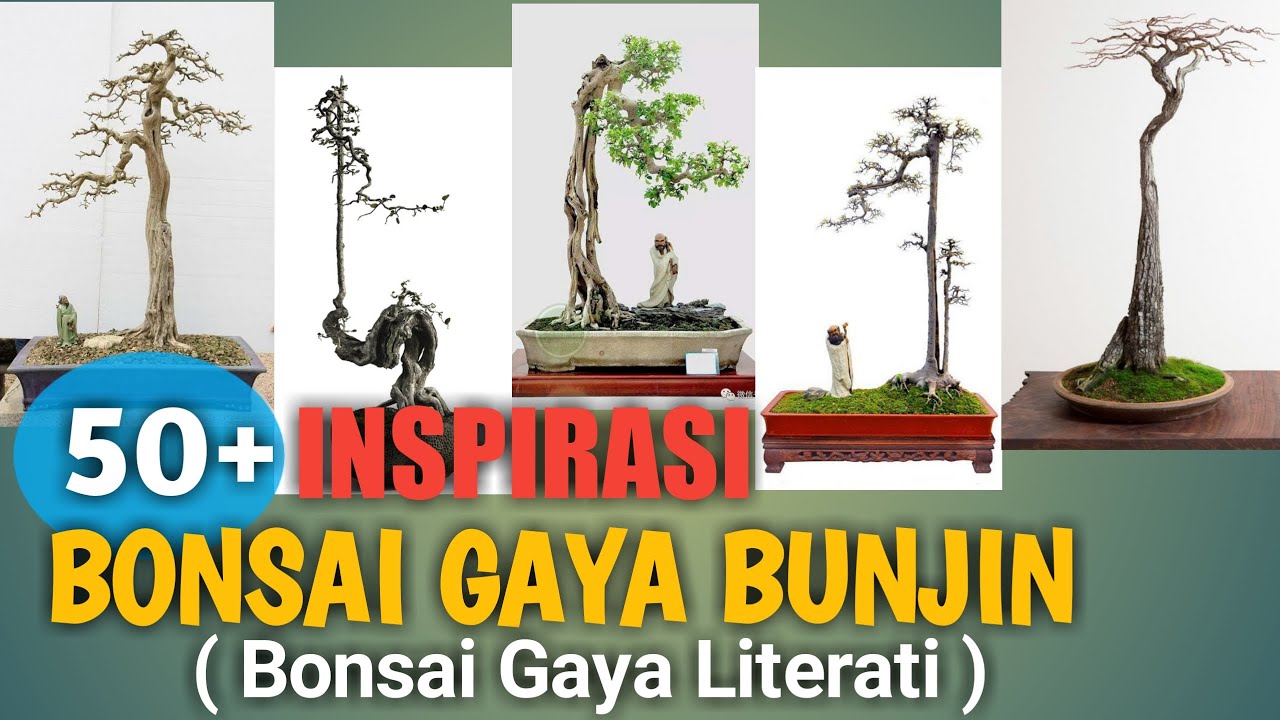 50 Inspirasi Bonsai Gaya Bunjin Bonsai Gaya Literati Youtube
