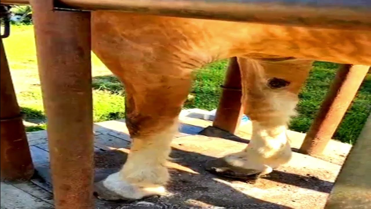 🐴Horse Hoof RESTORATION Belgian draft with very bad hooves HOOF