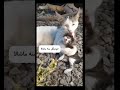 بچه نازی اعصاب نذاشتین برامون