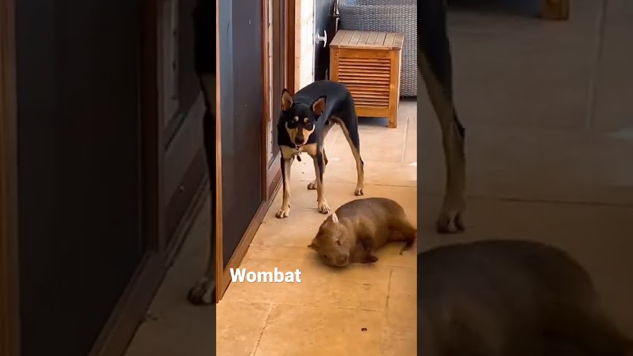 wombat with friends 