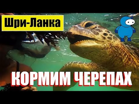 Шри-Ланка: Рассвет с ЧЕРЕПАХАМИ и НОЧНОЙ ДВИЖ в ХИКАДУВА #стрим #travel #путешествия #ШриЛанка 2025.