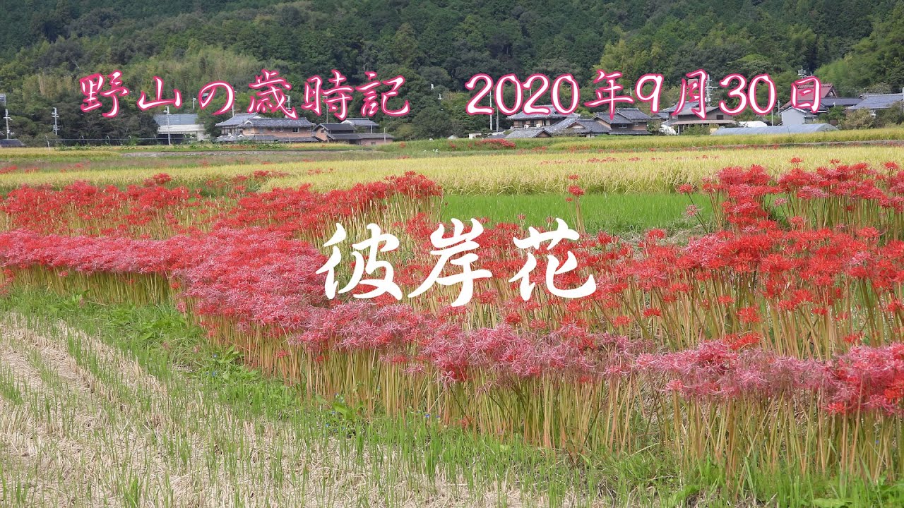 野山の歳時記 畦道に咲く彼岸花 年9月30日 4k Youtube