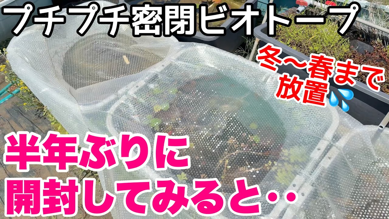 温室・飼育ケース syochan Build a super cheap greenhouse from Cainz and protect your