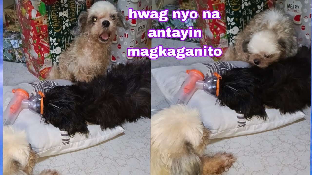 ANO ANG BLOOD PARASITE AT PAANO ITO MAIIWASAN. 