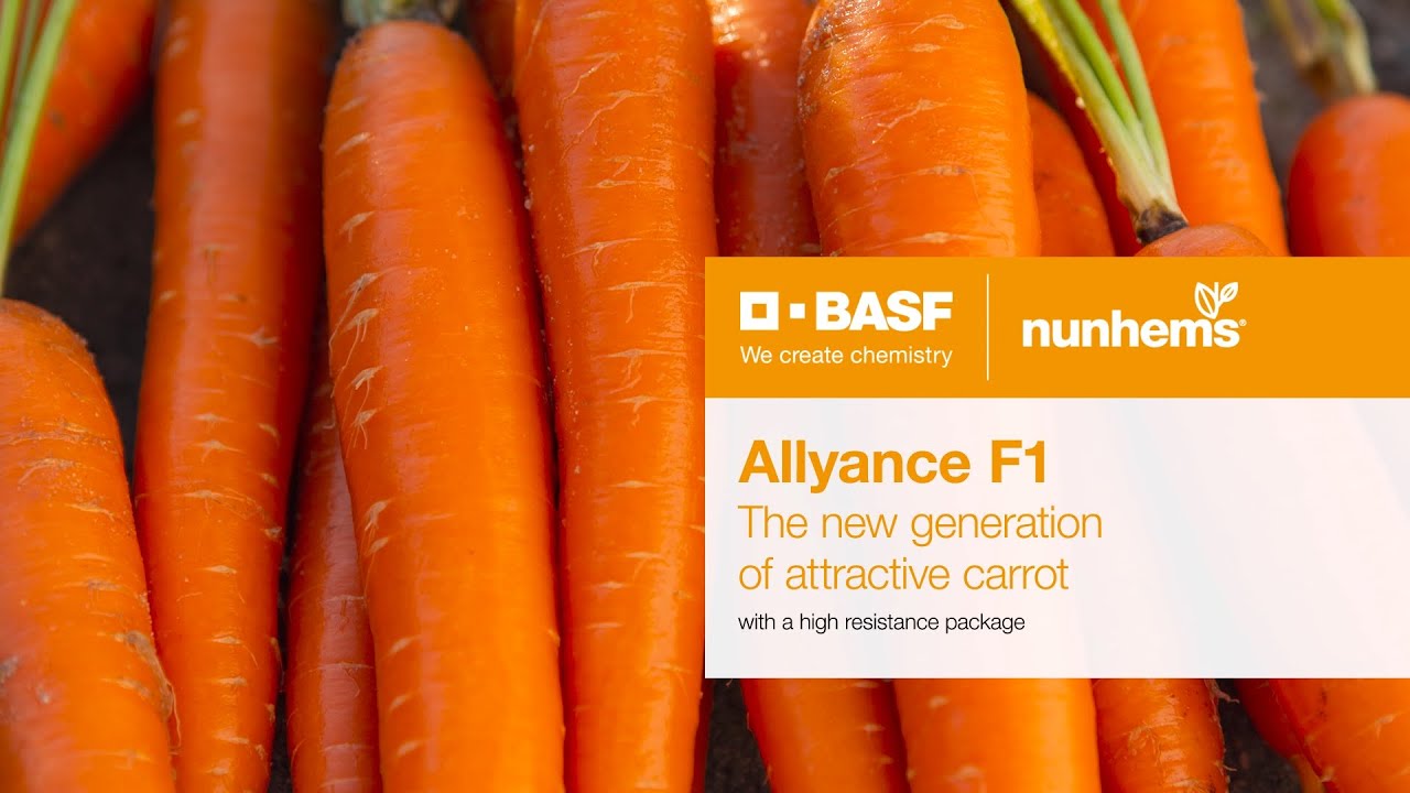 Allyance F1 | The new generation of attractive carrot