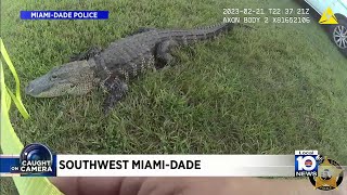 Officer attempting to wrangle gator captured on body camera footage