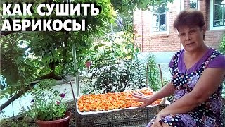 Абрикосы на зиму Как правильно сушить абрикосы