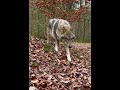 Wolf pauses near the fence watching   остановился рядом и спокойно наблюдает
