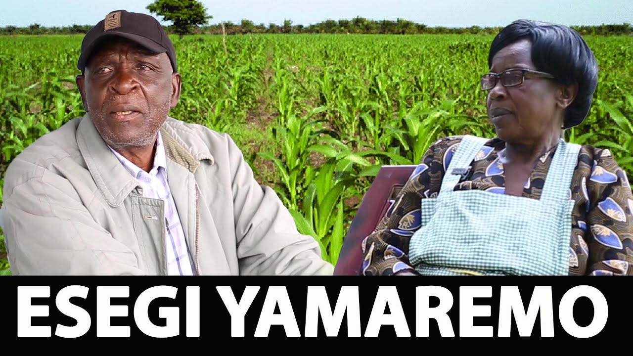 Esegi endoro y'amaremo gati y'omoboraka na Momura  omwabo omosacha oye