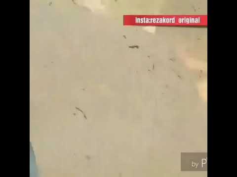 عقاب و با تیر میگیرن الاغ و با طناب برندلاتی وحیدمرادی