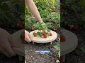 Stop Your Strawberries from Rotting 🍓 (Easy DIY Fix) #shorts #strawberry
