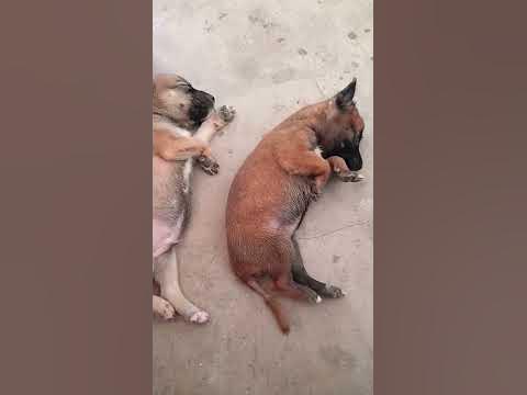 Sweety My Askal Puppies#askaldog#trending#buhayuma#short - YouTube
