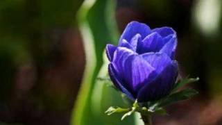 den blå anemone chords