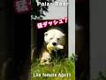 怪しい・・でも餌は欲しい「リラ」の警戒ダッシュ!#ホッキョクグマ #polarbear #shorts