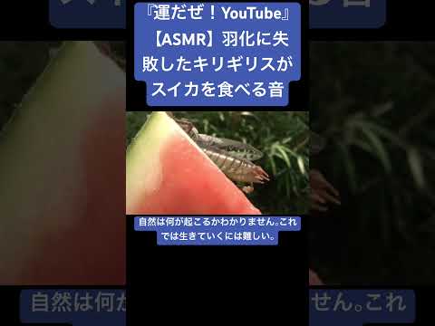 【ASMR】羽化に失敗したキリギリスがスイカを食べる音 #sdgs #クワガタ #虫の音 #insects #sound #昆虫 #虫の声 #bug #yt #asmr #chewing #video